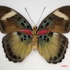 044 Lepidoptera (FV) Nymphalidae Limenitidinae Euphaedra adolphifrederici f IMG_4067WTMK.JPG