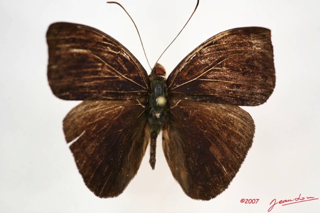 045 Lepidoptera (FD) Nymphalidae Limenitidinae Euriphene incerta m IMG_3998WTMK.JPG
