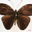 045 Lepidoptera (FD) Nymphalidae Limenitidinae Euriphene incerta m IMG_3998WTMK.JPG