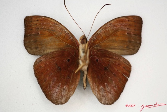 046 Lepidoptera (FV) Nymphalidae Limenitidinae Euriphene incerta m IMG_4001WTMK.JPG