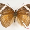 047 Lepidoptera (FD) Nymphalidae Limenitidinae Euriphene tadema f IMG_4018WTMK.JPG