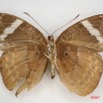 048 Lepidoptera (FV) Nymphalidae Limenitidinae Euriphene tadema f IMG_4022WTMK.JPG