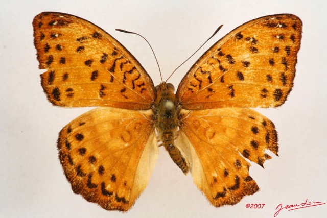 049 Lepidoptera (FD) Nymphalidae Limenitidinae Pseudargynnis hegemone m IMG_4238WTMK.JPG