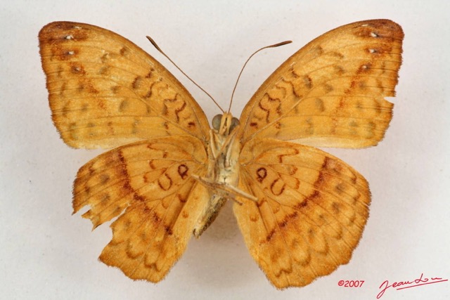 050 Lepidoptera (FV) Nymphalidae Limenitidinae Pseudargynnis hegemone m IMG_4241WTMK.JPG