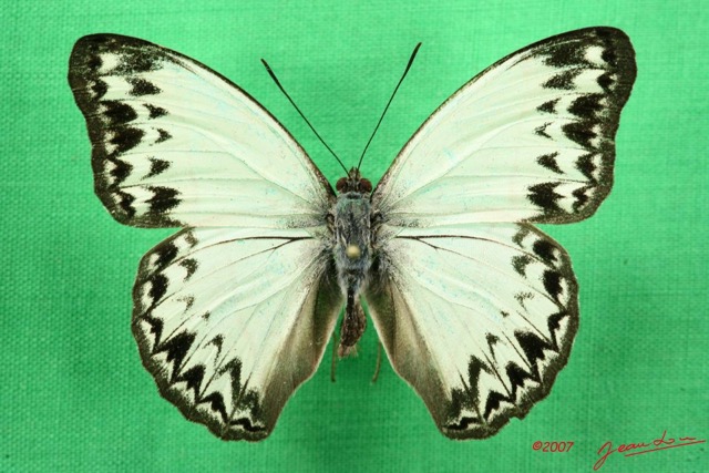 051 Lepidoptera (FD) Nymphalidae Limenitidinae Cymothoe caenis m 7IMG_5063WTMK.JPG