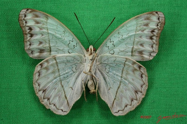052 Lepidoptera (FV) Nymphalidae Limenitidinae Cymothoe caenis m 7IMG_5065WTMK.JPG