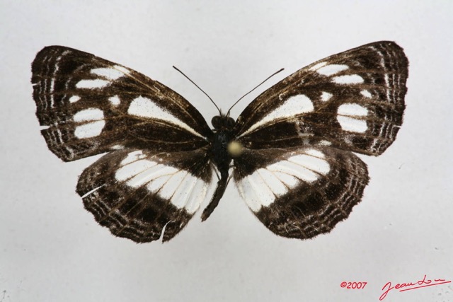 053 Lepidoptera (FD) Nymphalidae Limenitidinae Neptis intermedia m 7IMG_5746WTMK.JPG