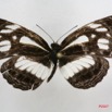 053 Lepidoptera (FD) Nymphalidae Limenitidinae Neptis intermedia m 7IMG_5746WTMK.JPG