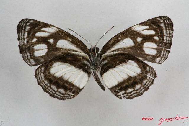 054 Lepidoptera (FV) Nymphalidae Limenitidinae Neptis intermedia m 7IMG_5748WTMK.JPG