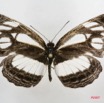 055 Lepidoptera (FD) Nymphalidae Limenitidinae Neptis intermedia m 7IMG_5763WTMK.JPG
