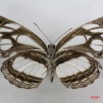 056 Lepidoptera (FV) Nymphalidae Limenitidinae Neptis intermedia m 7IMG_5765WTMK.JPG
