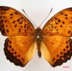 057 Lepidoptera (FD) Nymphalidae Limenitidinae Pseudargynnis hegemone m 7IMG_5772WTMK.JPG