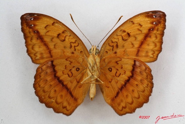 058 Lepidoptera (FV) Nymphalidae Limenitidinae Pseudargynnis hegemone m 7IMG_5775WTMK.JPG