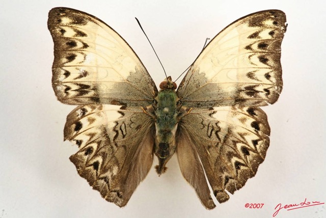 059 Lepidoptera (FD) Nymphalidae Limenitidinae Cymothoe capella m 7IMG_6573WTMK.JPG