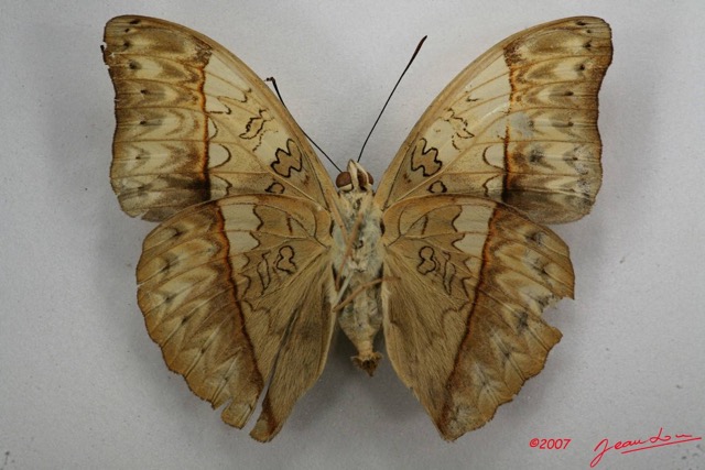060 Lepidoptera (FV) Nymphalidae Limenitidinae Cymothoe capella m 7IMG_6577WTMK.JPG