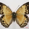 061 Lepidoptera (FD) Nymphalidae Limenitidinae Cymothoe caenis f 7IMG_7384WTMK.JPG