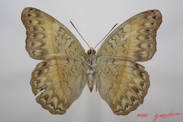 062 Lepidoptera (FV) Nymphalidae Limenitidinae Cymothoe caenis f 7IMG_7386WTMK.JPG
