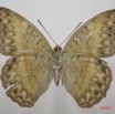 062 Lepidoptera (FV) Nymphalidae Limenitidinae Cymothoe caenis f 7IMG_7386WTMK.JPG