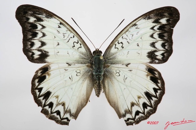 063 Lepidoptera (FD) Nymphalidae Limenitidinae Cymothoe caenis f 7IMG_7390WTMK.JPG
