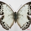 063 Lepidoptera (FD) Nymphalidae Limenitidinae Cymothoe caenis f 7IMG_7390WTMK.JPG