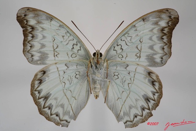 064 Lepidoptera (FV) Nymphalidae Limenitidinae Cymothoe caenis f 7IMG_7396WTMK.JPG