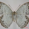 064 Lepidoptera (FV) Nymphalidae Limenitidinae Cymothoe caenis f 7IMG_7396WTMK.JPG