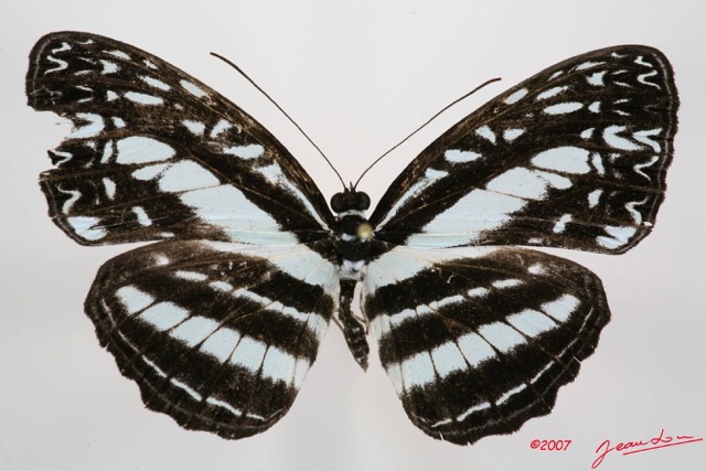 065 Lepidoptera (FD) Nymphalidae Limenitidinae Pseudoneptis budangesis m 7IMG_7364WTMK.JPG