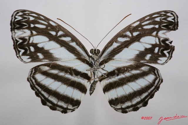 066 Lepidoptera (FV) Nymphalidae Limenitidinae Pseudoneptis budangesis m 7IMG_7370WTMK.JPG