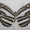 066 Lepidoptera (FV) Nymphalidae Limenitidinae Pseudoneptis budangesis m 7IMG_7370WTMK.JPG
