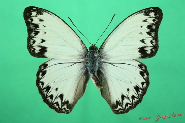 067 Lepidoptera (FD) Nymphalidae Limenitidinae Cymothoe caenis m 7EIMG_2049WTMK.JPG