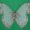068 Lepidoptera (FV) Nymphalidae Limenitidinae Cymothoe caenis m 7EIMG_2053WTMK.JPG