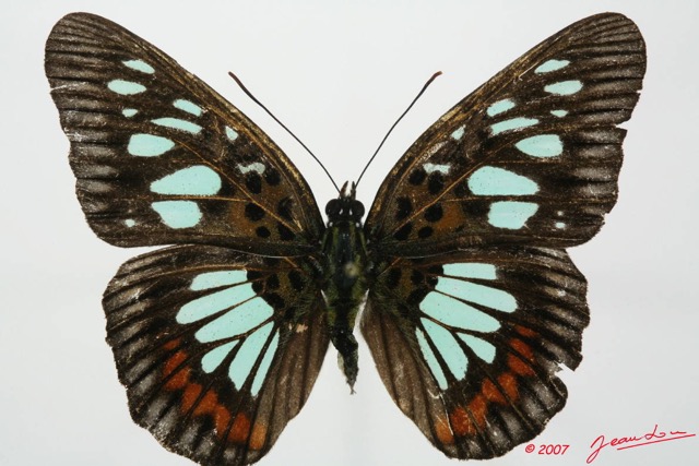 069 Lepidoptera (FD) Nymphalidae Limenitidinae Pseudacraea semire 7EIMG_2468WTMK.JPG