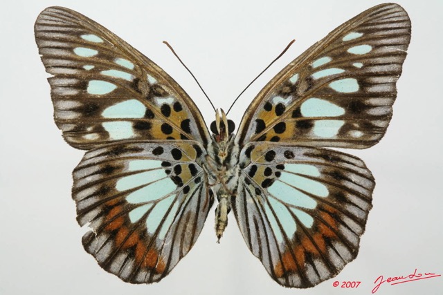 070 Lepidoptera (FV) Nymphalidae Limenitidinae Pseudacraea semire 7EIMG_2473WTMK.JPG