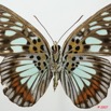070 Lepidoptera (FV) Nymphalidae Limenitidinae Pseudacraea semire 7EIMG_2473WTMK.JPG