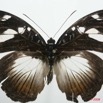 071 Lepidoptera (FD) Nymphalidae Limenitidinae Aterica galene f 8EIMG_4238WTMK.JPG