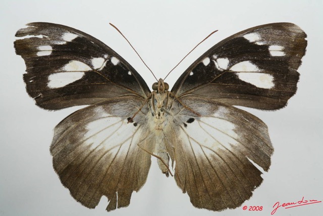 072 Lepidoptera (FV) Nymphalidae Limenitidinae Aterica galene f 8EIMG_4246WTMK.JPG