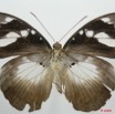 072 Lepidoptera (FV) Nymphalidae Limenitidinae Aterica galene f 8EIMG_4246WTMK.JPG