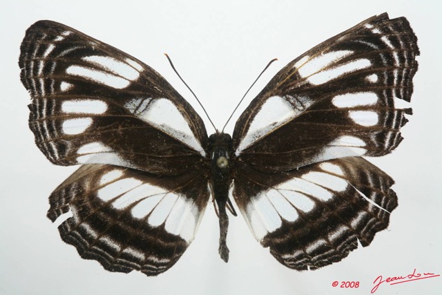 073 Lepidoptera (FD) Nymphalidae Limenitidinae Neptis jamesoni 8EIMG_4193WTMK.JPG
