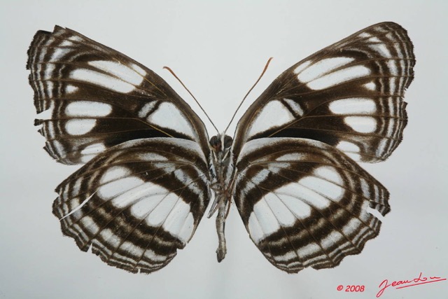 074 Lepidoptera (FV) Nymphalidae Limenitidinae Neptis jamesoni 8EIMG_4194WTMK.JPG