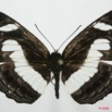 075 Lepidoptera (FD) Nymphalidae Limenitidinae Neptis nemetes 8EIMG_4107WTMK.JPG