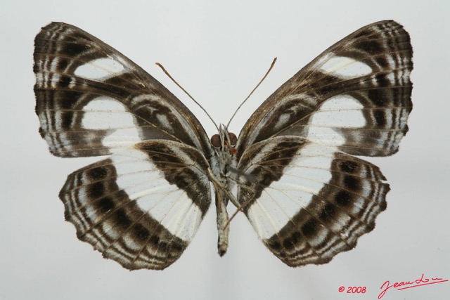 076 Lepidoptera (FV) Nymphalidae Limenitidinae Neptis nemetes 8EIMG_4111WTMK.JPG