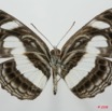 076 Lepidoptera (FV) Nymphalidae Limenitidinae Neptis nemetes 8EIMG_4111WTMK.JPG