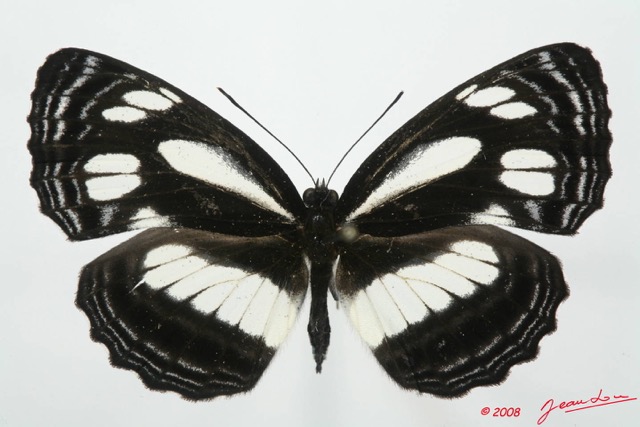 077 Lepidoptera (FD) Nymphalidae Limenitidinae Neptis nicoteles 8EIMG_4120WTMK.JPG