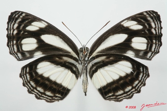 078 Lepidoptera (FV) Nymphalidae Limenitidinae Neptis nicoteles 8EIMG_4126WTMK.JPG