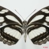078 Lepidoptera (FV) Nymphalidae Limenitidinae Neptis nicoteles 8EIMG_4126WTMK.JPG
