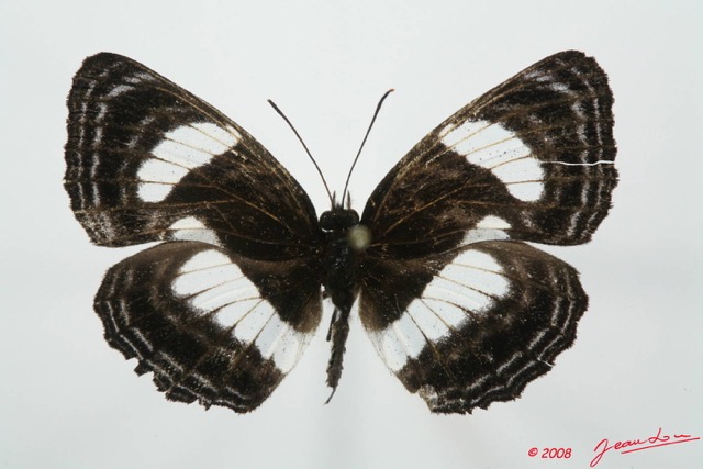 079 Lepidoptera (FD) Nymphalidae Limenitidinae Neptis puella 8EIMG_4090WTMK.JPG