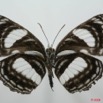 080 Lepidoptera (FV) Nymphalidae Limenitidinae Neptis puella 8EIMG_4093WTMK.JPG