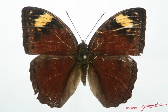 081 Lepidoptera (FD) Nymphalidae Limenitidinae Bebearia mardania m 8EIMG_15949WTMK.jpg