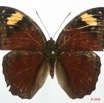 081 Lepidoptera (FD) Nymphalidae Limenitidinae Bebearia mardania m 8EIMG_15949WTMK.jpg