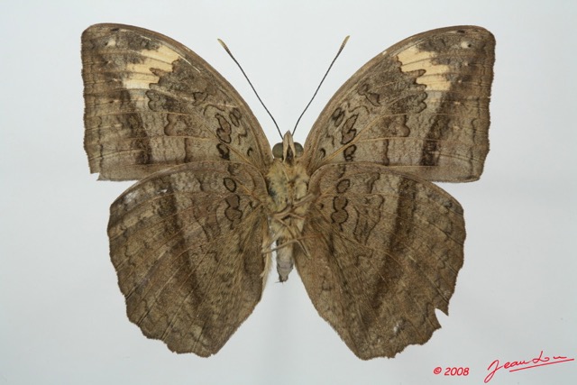 082 Lepidoptera (FV) Nymphalidae Limenitidinae Bebearia mardania m 8EIMG_15954WTMK.jpg